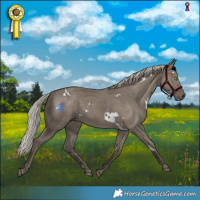 Horse Color:White Spotted Silver Grullo Rabicano