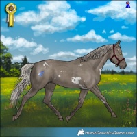 Horse Color:White Spotted Silver Grullo Rabicano