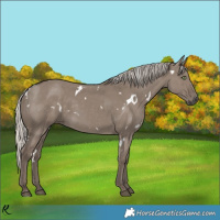 Horse Color:White Spotted Silver Grullo Rabicano 