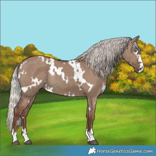Horse Color:White Spotted Silver Grullo Rabicano 
