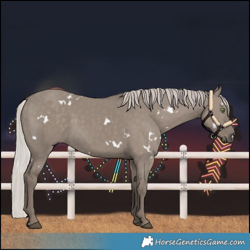 Horse Color:White Spotted Silver Grullo Rabicano