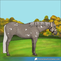Horse Color:White Spotted Silver Grullo Rabicano