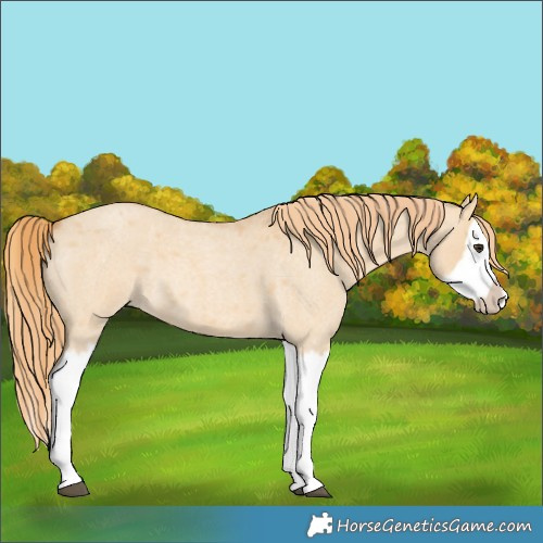 Horse Color:Red Dun Roan Splash Frame Rabicano