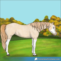 Horse Color:Red Dun Roan Splash Frame Rabicano 