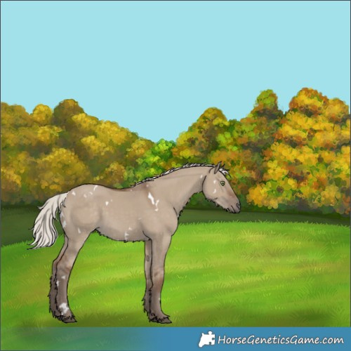Horse Color:White Spotted Silver Grullo Rabicano 