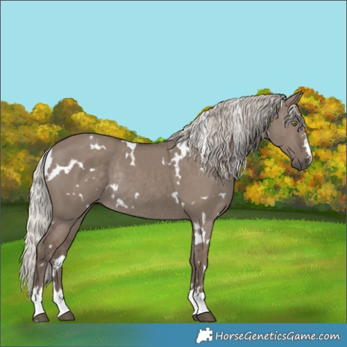 Horse Color:White Spotted Silver Grullo Rabicano 