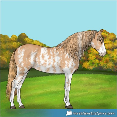 Horse Color:Chestnut Sabino 