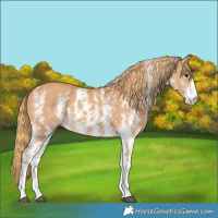 Horse Color:Chestnut Sabino 