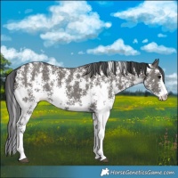 Horse Color:Grullo Sabino Rabicano