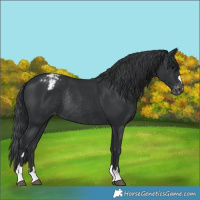 Horse Color:Black Varnish Rabicano 