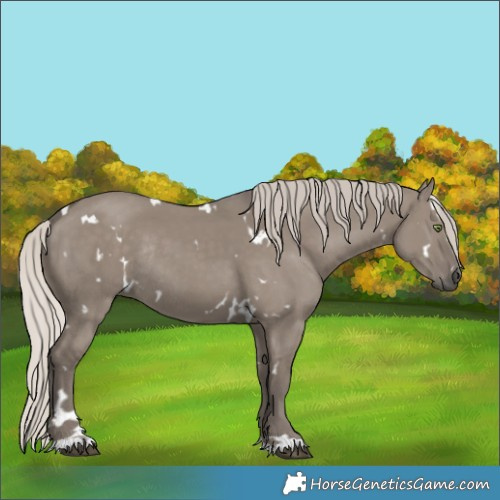 Horse Color:Unknown 