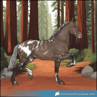 Horse Color:Powder White White Spotted Silver Brown Dun Appaloosa Rabicano 
