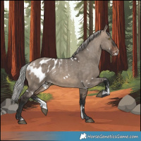 Horse Color:Powder White White Spotted Silver Brown Dun Appaloosa Rabicano