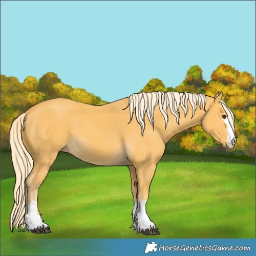 Horse Color:Palomino