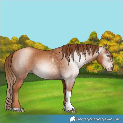 Horse Color:Gray Gold Champagne Tobiano