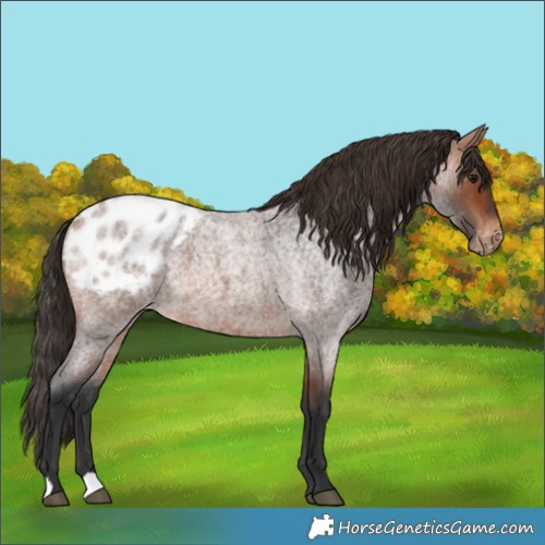 Horse Color:Bay Roan Appaloosa 