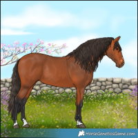 Horse Color:Bay Rabicano