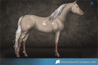 Horse Color:White Spotted Silver Grullo Rabicano