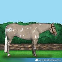 Horse Color:White Spotted Silver Smoky Grullo Rabicano 