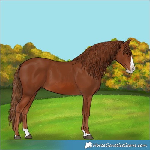 Horse Color:Chestnut Splash 