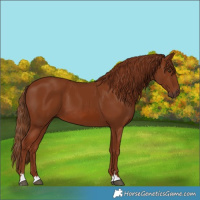 Horse Color:Chestnut 