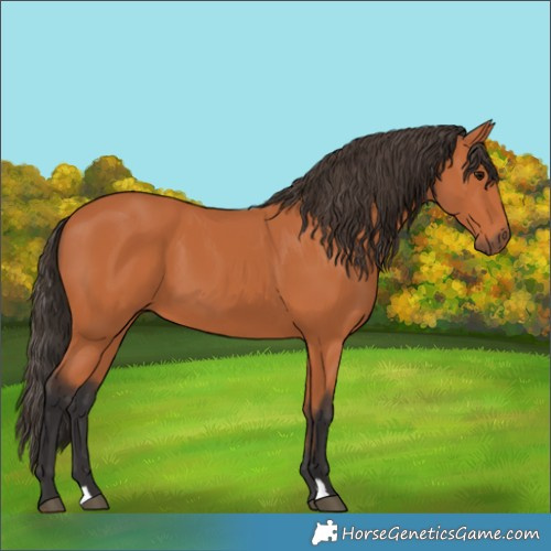 Horse Color:Bay 