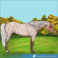 Horse Color:Silver Bay Roan