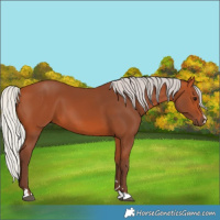 Horse Color:Silver Bay 