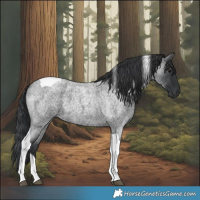 Horse Color:Blue Roan Tobiano 