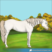Horse Color:Perlino Dun 