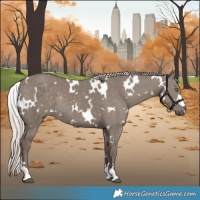 Horse Color:White Spotted Silver Grullo Rabicano 