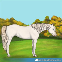 Horse Color:Perlino Dun