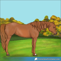 Horse Color:Chestnut Rabicano
