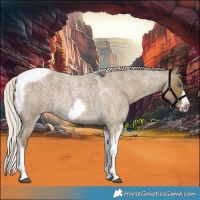 Horse Color:Silver Smoky Blue Roan Tobiano Frame