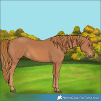 Horse Color:Chestnut Rabicano 