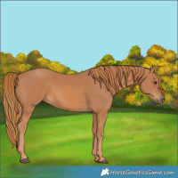 Horse Color:Chestnut Rabicano 