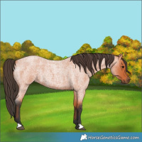 Horse Color:Bay Roan Rabicano 