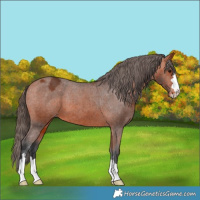 Horse Color:Bay Appaloosa 