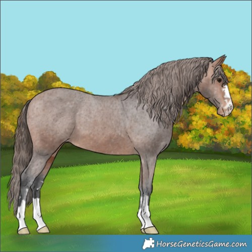 Horse Color:Bay Appaloosa 