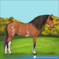 Horse Color:White Spotted Bay