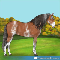 Horse Color:White Spotted Bay 