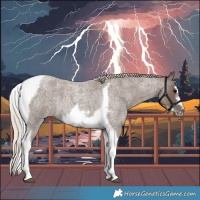 Horse Color:Silver Blue Roan Tobiano Frame