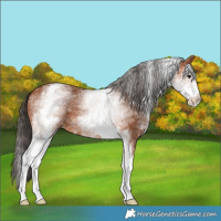 Horse Color:White Spotted Bay 