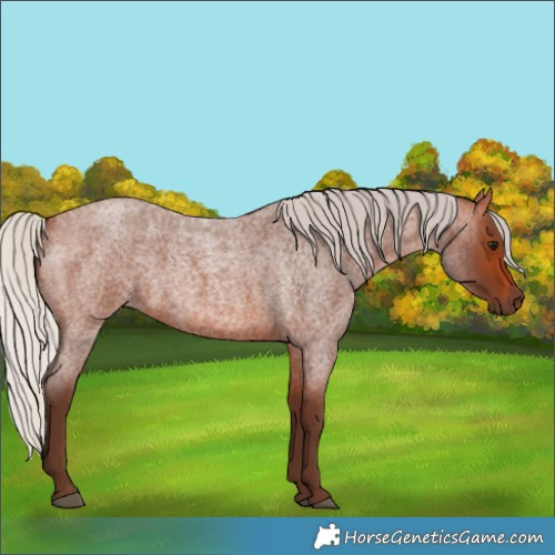 Horse Color:Silver Brown Roan