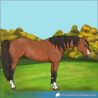 Horse Color:Bay Rabicano 