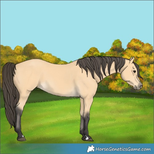Horse Color:Buckskin 