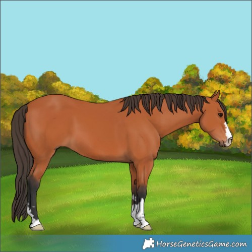 Horse Color:Bay 