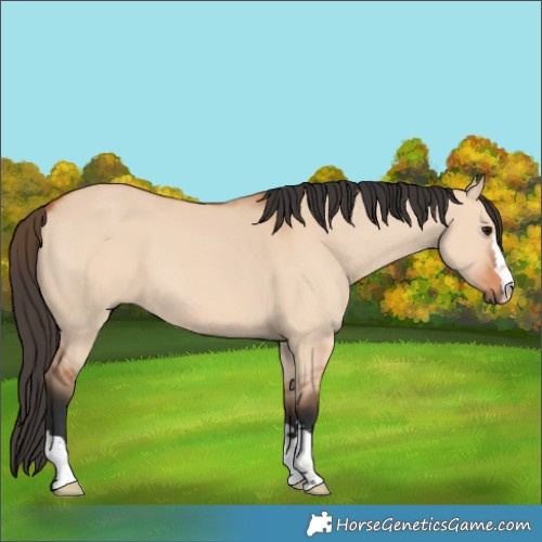 Horse Color:Bay Dun 