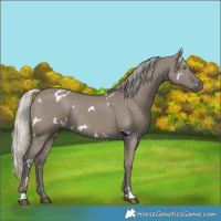 Horse Color:White Spotted Silver Grullo Rabicano