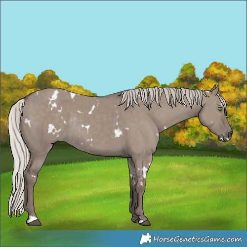Horse Color:White Spotted Silver Grullo Rabicano 